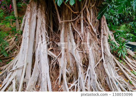 Massive banyan tree with aerial roots in Hong Kong tropical park Massive banyan tree with aerial roots in Hong Kong tropical park 138033096
