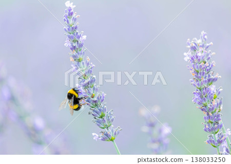 Bumblebee Bumblebee 138033250