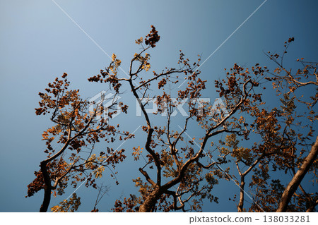 A shot taken from a low angle, capturing the canopy of branches and fallen leaves against the blue sky in the golden autumn sunlight. A shot taken from a low angle, capturing the canopy of branches and fallen leaves against the blue sky in the golden autumn sunlight. 138033281