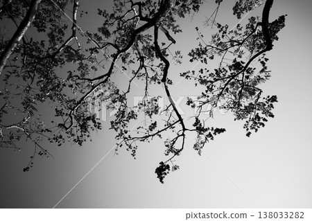 黑白仰角拍攝樹枝剪影與明亮天空的強烈光影對比 138033282