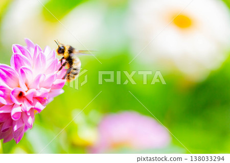 Bumblebee Bumblebee 138033294