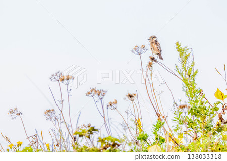 White-browed Siberian Stonechat 138033318