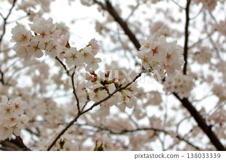 Slightly pink cherry blossoms 138033339