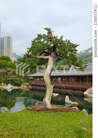 Ancient twisted bonsai tree in traditional Chinese garden with pond and pavilion in Hong Kong Nan Lian Garden Ancient twisted bonsai tree in traditional Chinese garden with pond and pavilion in Hong Kong Nan Lian Garden 138033411