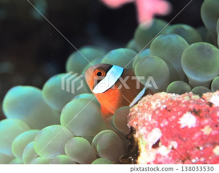 銀蓮花魚 138033530