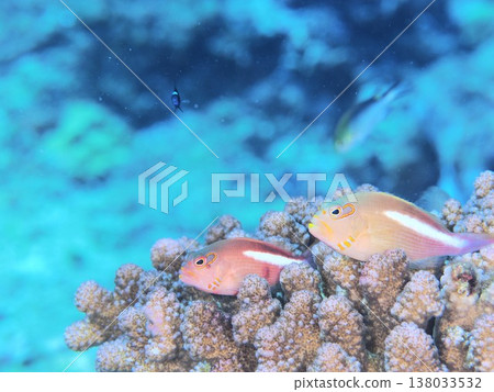 眼鏡鷹魚和三斑雀鯛 138033532