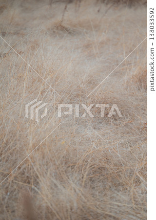 柔軟枯萎的草 138033592