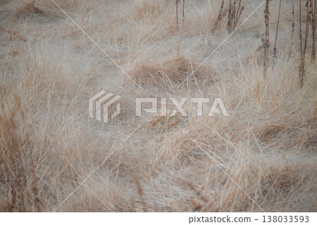 柔軟枯萎的草 138033593