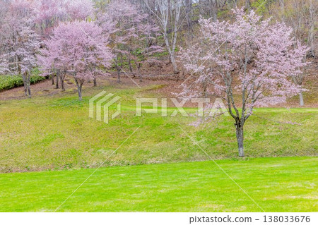 吹出公園的櫻花 吹出公園的櫻花 138033676