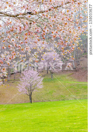 吹出公園的櫻花 吹出公園的櫻花 138033677