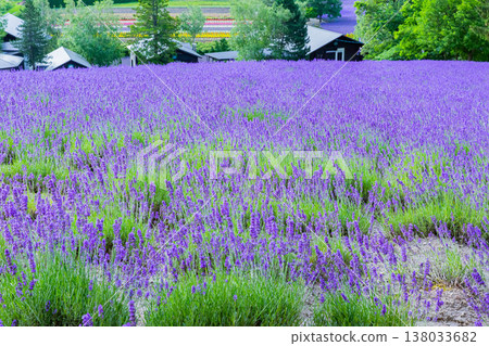  Farm Tomita 138033682