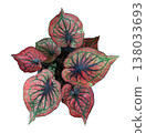 Beautiful Caladium plant with red and green leaves on white 138033693
