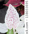White Caladium leaf with red speckled dots in garden 138033695