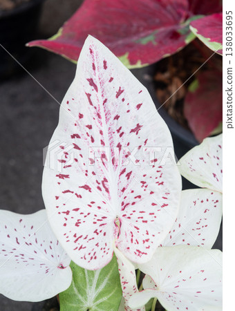 White Caladium leaf with red speckled dots in garden White Caladium leaf with red speckled dots in garden 138033695