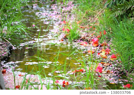 A stream where scattered cherry blossom petals are floating. A stream where scattered cherry blossom petals are floating. 138033706
