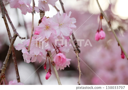 The lovely pink petals and buds of the weeping cherry tree. The lovely pink petals and buds of the weeping cherry tree. 138033707