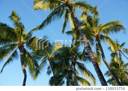 夏威夷棕櫚樹在藍天的襯托下格外醒目。 夏威夷棕櫚樹在藍天的襯托下格外醒目。 138033758