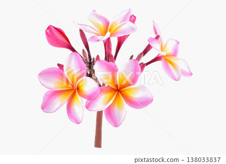 frangipani (plumeria) flowers on white background 138033837