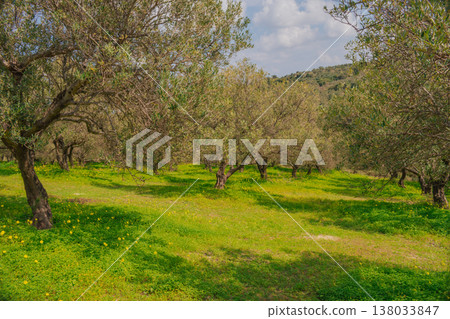 Sunny olive grove in spring with gnarled trees and vibrant green grass. Mediterranean landscape featuring silver-green foliage and distant mountains under a clear sky 138033847