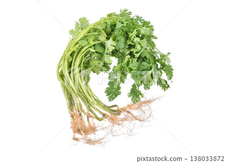 Coriander isolated on white background Coriander isolated on white background 138033872
