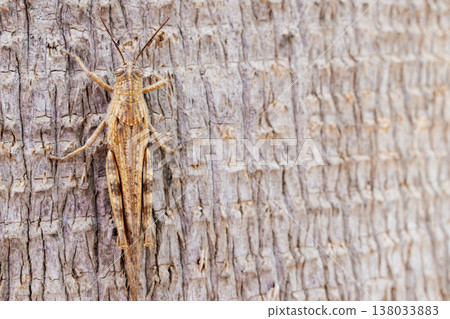 Macro view of Egyptian locust camouflaged on rough palm bark, showing detailed exoskeleton, striped eyes, textured wings and sunlit desert tones, ideal for biology, ecology and nature concepts 138033883