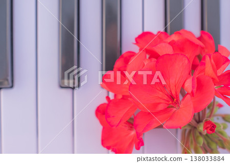 Top view of red geranium flowers lying on white and black piano keys, close up macro shot, minimalist musical composition with floral elements 138033884