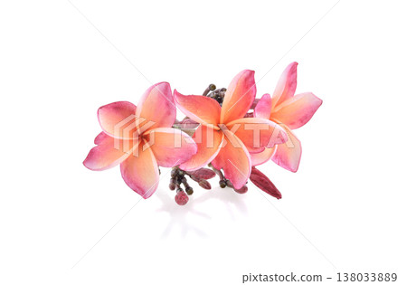 frangipani flower isolated on white background 138033889