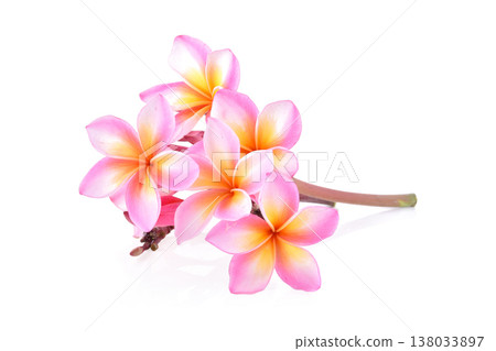 Tropical flowers frangipani (plumeria) isolated on white background 138033897