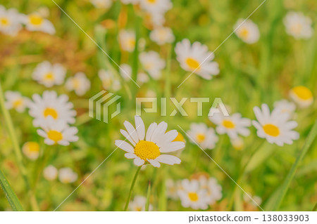 Blooming chamomile field with selective focus on a central daisy. Sunny meadow landscape with soft bokeh, vibrant green grass, and a peaceful spring atmosphere Blooming chamomile field with selective focus on a central daisy. Sunny meadow landscape with soft bokeh, vibrant green grass, and a peaceful spring atmosphere 138033903