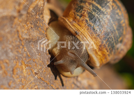 Macro view of garden snail crawling on brown tree bark, close up of mollusk shell in forest habitat with earthy tones and natural wood texture Macro view of garden snail crawling on brown tree bark, close up of mollusk shell in forest habitat with earthy tones and natural wood texture 138033924