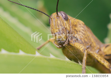 Close-up of Egyptian locust on aloe leaf with detailed exoskeleton, striped eyes, natural camouflage colors and soft focused background, perfect for biology, agriculture and ecology themes Close-up of Egyptian locust on aloe leaf with detailed exoskeleton, striped eyes, natural camouflage colors and soft focused background, perfect for biology, agriculture and ecology themes 138033954