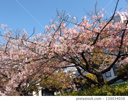 Kawazu cherry blossoms in full bloom in front of Inage Kaigan Station Kawazu cherry blossoms in full bloom in front of Inage Kaigan Station 138034038
