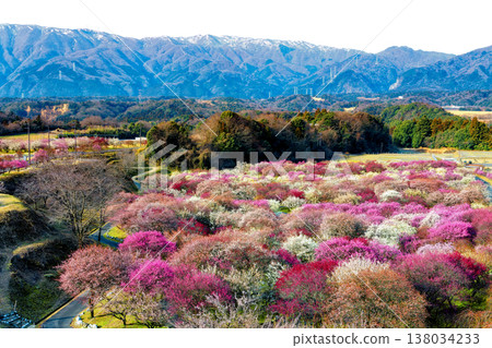 Inabe City plum forest 138034233