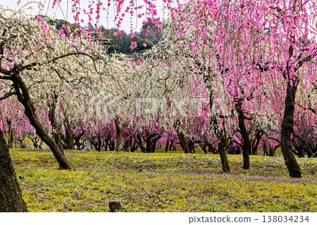 Inabe City梅花林 138034234