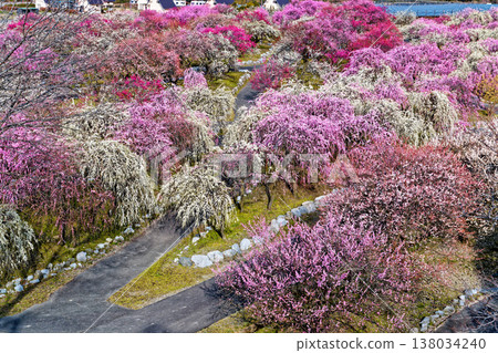 Inabe City梅花林 Inabe City梅花林 138034240