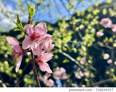 Pink peach blossoms stand out against the blue spring sky. Pink peach blossoms stand out against the blue spring sky. 138034557
