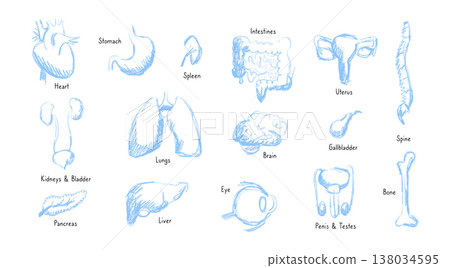 Internal Organs Sketch Internal Organs Sketch 138034595