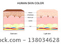 Human skin color. Different between Light and Dark skin. skin pigmentation and melanin production 138034628