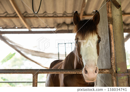 Closeup healthy horse, Young happy relax horse stable farm for sport recreation 138034741