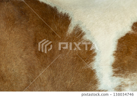 Horse Skin, Two tone Brown White animal fur skin hair texture closeup high detail macro shot. Horse Skin, Two tone Brown White animal fur skin hair texture closeup high detail macro shot. 138034746