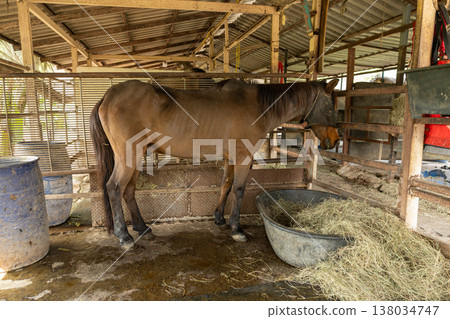Closeup healthy horse, Young happy relax horse stable farm for sport recreation 138034747