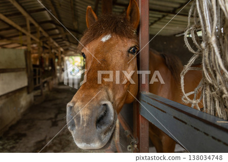 Closeup healthy horse, Young happy relax horse stable farm for sport recreation Closeup healthy horse, Young happy relax horse stable farm for sport recreation 138034748