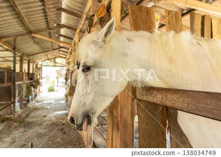 Closeup healthy horse, Young happy relax horse stable farm for sport recreation Closeup healthy horse, Young happy relax horse stable farm for sport recreation 138034749