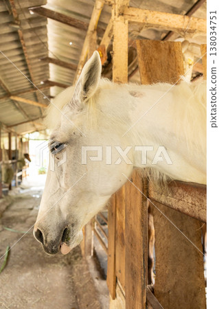 Closeup healthy horse, Young happy relax horse stable farm for sport recreation Closeup healthy horse, Young happy relax horse stable farm for sport recreation 138034751
