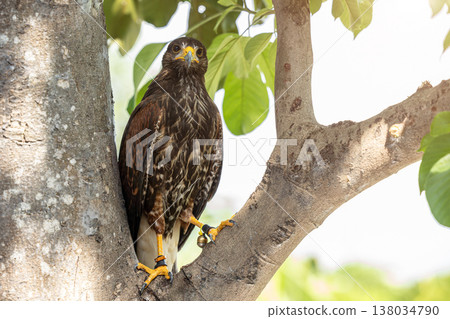 Butastur teesa or White rumped buzzard Accipitridae Hawk Predator Bird in South East Asia Thailand. 138034790