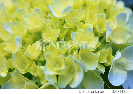 Hydrangea flower Hydrangea flower 138034894