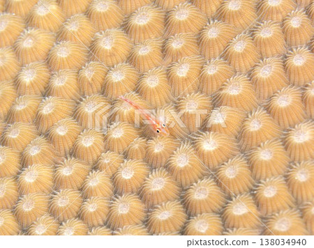 Isohaze Isohaze 138034940