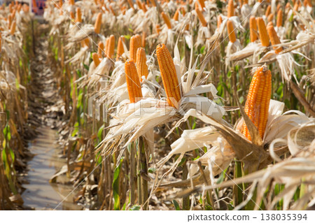 Closeup dried corn cobs in corn field. Corn seeds from agricultural field 138035394