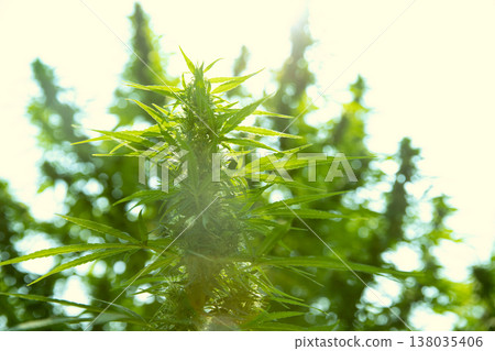 Flower bud of cannabis Sativa, Marijuana flower bud background, herbal medicine plant medicine Flower bud of cannabis Sativa, Marijuana flower bud background, herbal medicine plant medicine 138035406