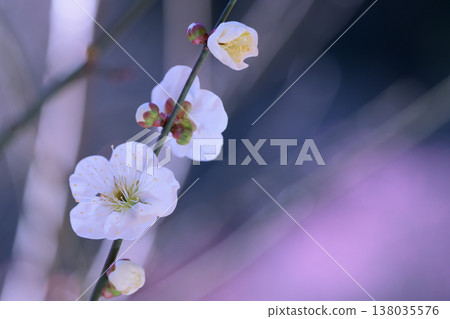 森林裡,白色的梅花悄悄綻放 森林裡,白色的梅花悄悄綻放 138035576